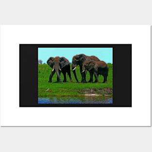 Elephants, Chobe National Park, Botswana Posters and Art